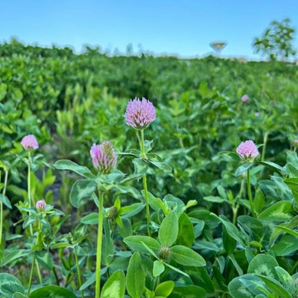 Trifolium pratense 'Red Clover' Legume Forage & Cover Crop Seeds
