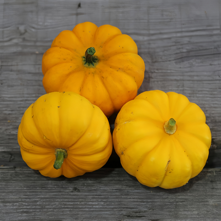 Cucurbita moschata 'Golden Orange' Orange Winter Squash Seeds