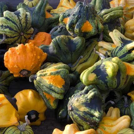 Cucurbita moschata 'Crown Mix' Winter Squash Seeds