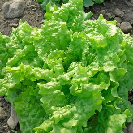 Lactuca sativa 'Green Leaf' Lettuce Seeds