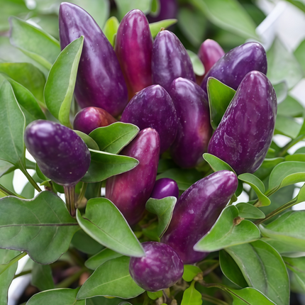 Capsicum annuum var. annuum 'Amethyst' Purple Pepper Seeds