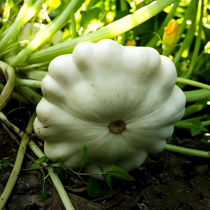 Cucurbita moschata 'Runner-Up White' Pale Winter Squash Seeds
