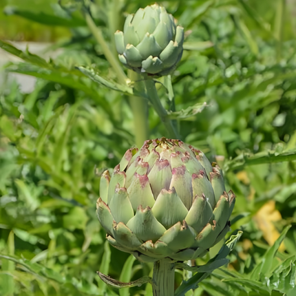 Cynara scolymus 'Globe Artichoke' Edible Thistle Seeds