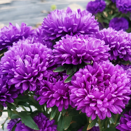 Callistephus Chinensis 'Blue' Annual Aster Seeds
