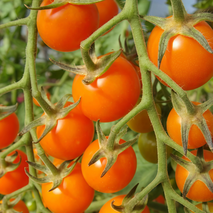 Solanum lycopersicum 'Red' Standard Tomato Seeds