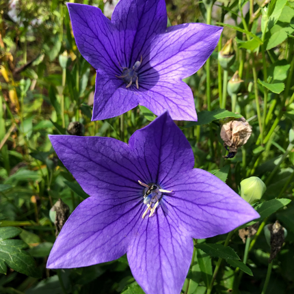 Platycodon grandiflorus 'Balloon Flower' Medicinal Root Seeds