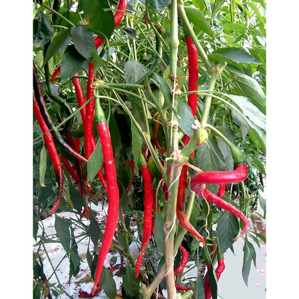 Capsicum annuum var. conoides 'Line Corner Red' Hot Pepper Seeds