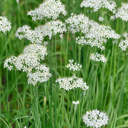 Allium Senescens 'White' White Ornamental Onion Seeds