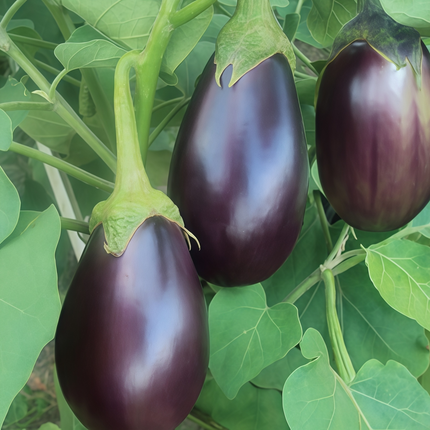 Solanum melongena 'Purple Fat' Oval Eggplant Seeds