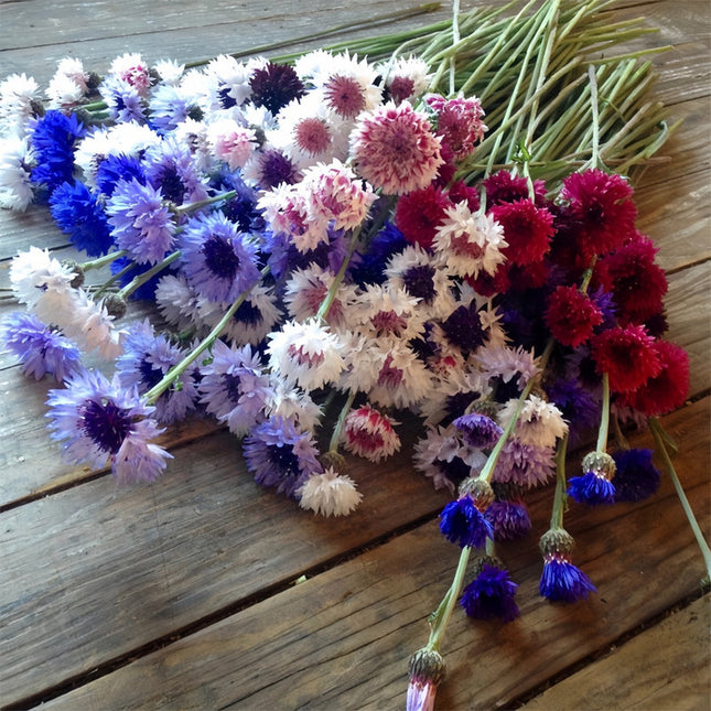 Wild Meadow Cornflower Mix Seeds - Centaurea Cyanus