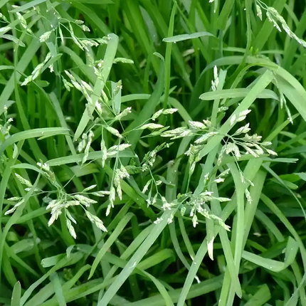 Festuca arundinacea 'Reed Fescue' Turf & Erosion Control Seeds