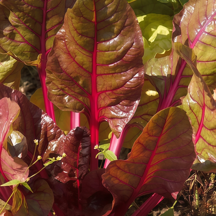 Beta vulgaris subsp. vulgaris 'Red Leaf Red Vein' Chard Seeds