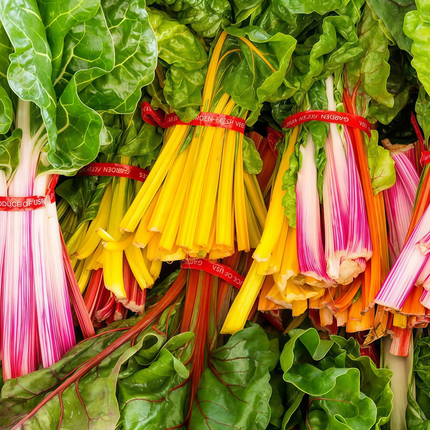 Beta vulgaris subsp. vulgaris 'Rainbow Mix' Chard Seeds