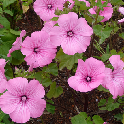 Lavatera Arborea 'Light Rose' Tree Mallow Seeds