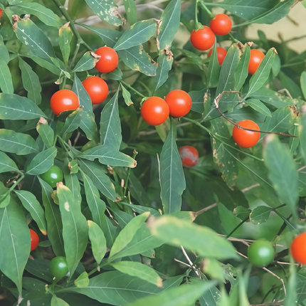 Solanum pseudocapsicum 'Red' Jerusalem Cherry Seeds