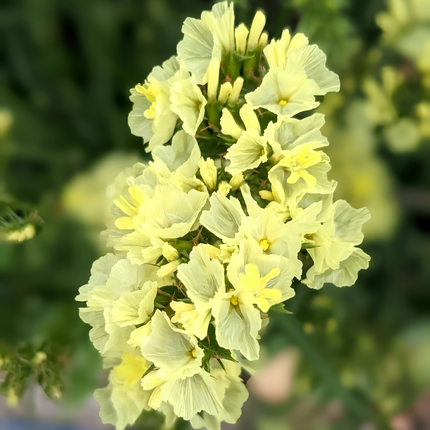 Limonium Sinuatum 'Yellow' Everlasting Flowers Seeds