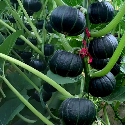 Cucurbita moschata 'Golden-Boy' Yellow Winter Squash Seeds