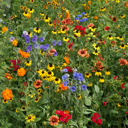Dwarf Flower Combination Mix Seeds
