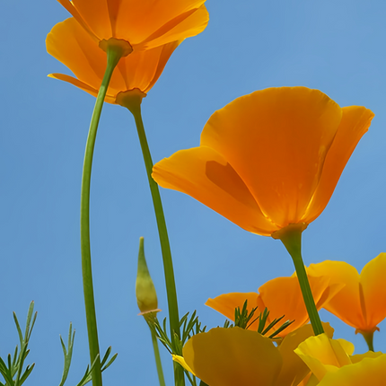 Eschscholzia Californica 'Orange' Golden Poppy Seeds