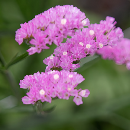 Limonium Sinuatum 'Purplish Red' Statice Seeds