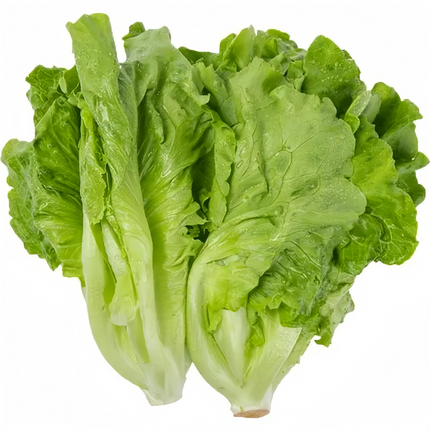 Brassica oleracea var. capitata 'Early Maturing' Cabbage Seeds