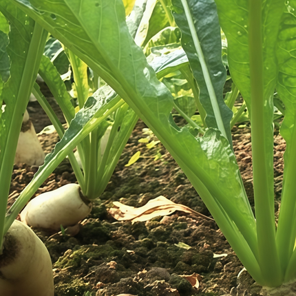 Raphanus sativus 'White' Round Radish Seeds