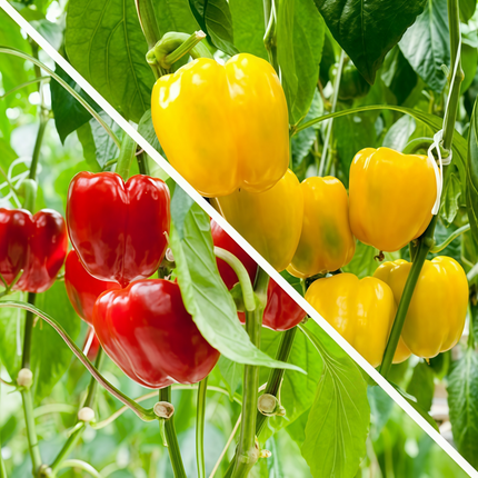 Capsicum annuum var. conoides 'Red Yellow' Bicolor Cone Pepper Seeds