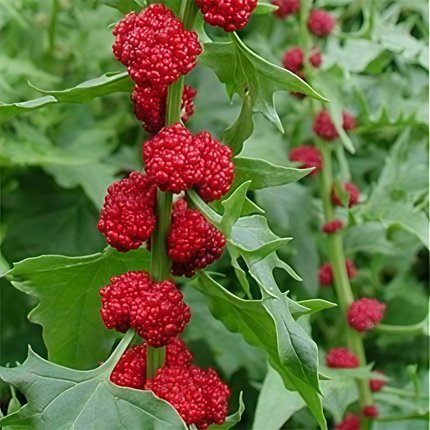 Chenopodium 'Strawberry Red' Goosefoot Seeds