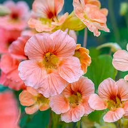 Tropaeolum Majus 'Mixed' Nasturtium Variety Seeds