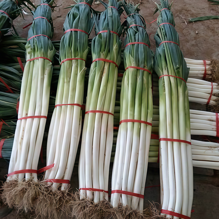 Allium schoenoprasum 'Large Purplish Red' Giant Chive Seeds