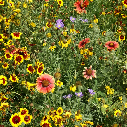 Drought Tolerant Flower Combination Mix Seeds