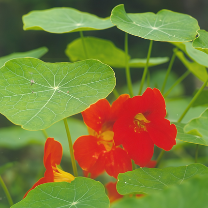 Tropaeolum Majus 'Rose Red' Nasturtium Seeds