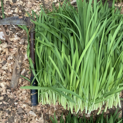 Allium porrum 'Leek' Allium Vegetable Seeds