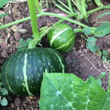 Cucurbita moschata 'Green and White' Speckled Squash Seeds