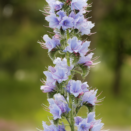 Echium Vulgare 'Blue' Wildflower Seeds