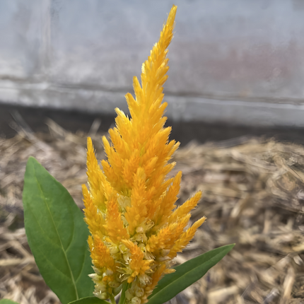 Celosia Cristata 'Golden Yellow' Garden Seeds