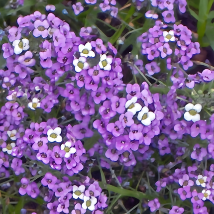 Lobularia Maritima 'Purplish Red' Sweet Alyssum Seeds
