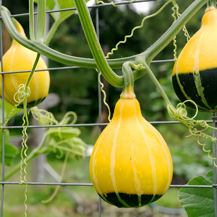 Cucurbita moschata 'Pear-Shaped Mix' Winter Squash Seeds