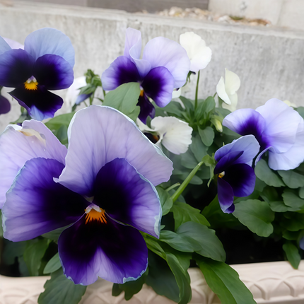 Viola Cornuta 'Blue White Wing' Bicolor Viola Seeds