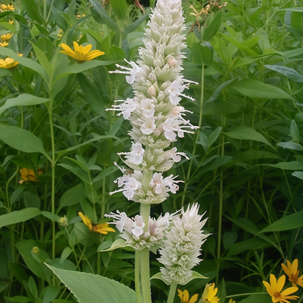 Agastache Rugosa 'White' Anise Hyssop Seeds