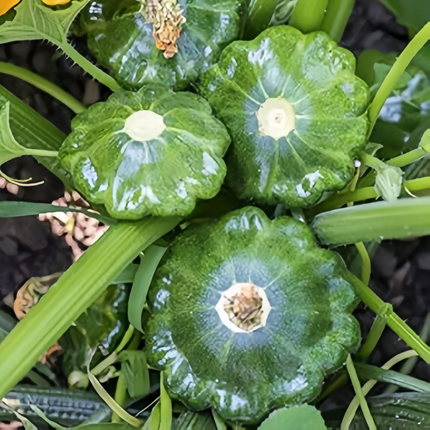Cucurbita moschata 'Third-Place Green' Green Winter Squash Seeds