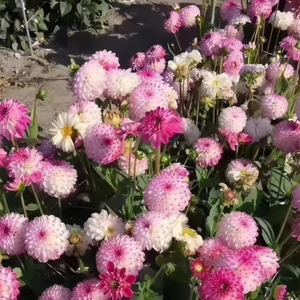 Light Pink Aster Seeds — Callistephus Chinensis