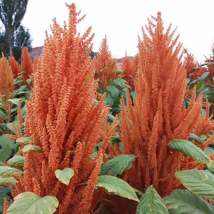 Amaranthus Caudatus 'Green Leaf Yellow Flower' Cascading Seeds