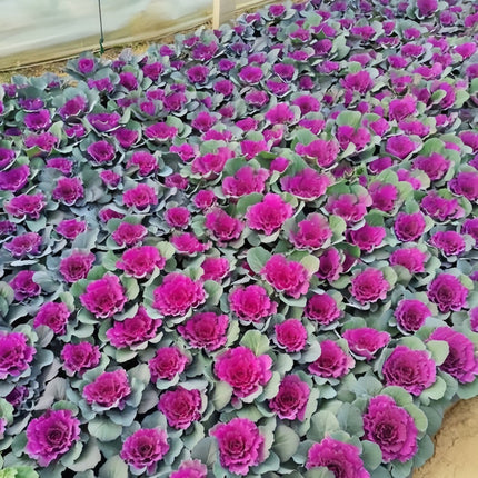 Brassica Oleracea 'Red' Ornamental Kale Seeds