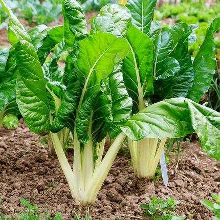 Beta vulgaris subsp. vulgaris 'Green Leaf White Vein' Chard Seeds