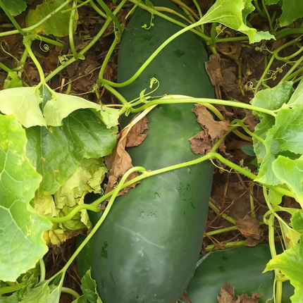 Benincasa hispida 'Green' Winter Melon Seeds