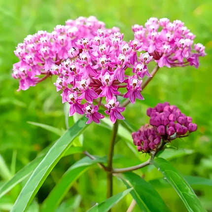 Asclepias Curassavica 'Pink' Butterfly Garden Seeds