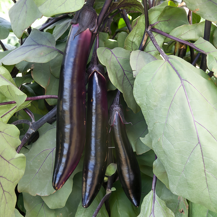 Solanum melongena 'Deep Purple' Italian Eggplant Seeds