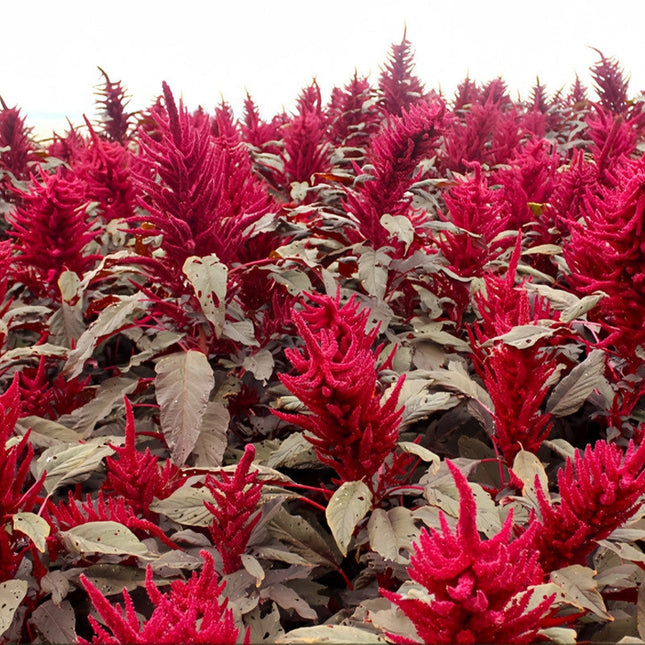 Amaranthus Caudatus 'Red Leaf Red Flower' Ornamental Seeds