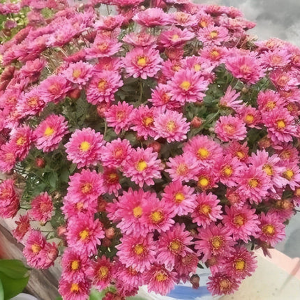 Callistephus Chinensis 'Red' China Aster Seeds